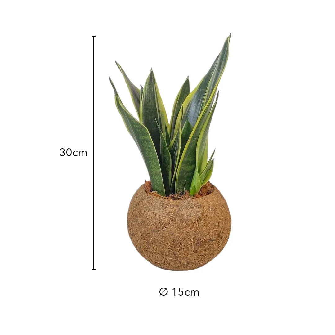 Größenangabe Sansevieria Superba Kokedama: ab 30 cm hoch, Kugel Ø 15 cm