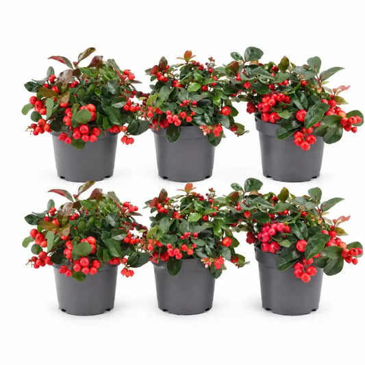 6 Scheinbeeren im 12-cm-Anzuchttopf im Lieferzustand