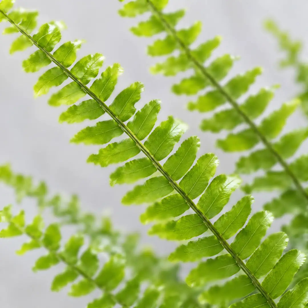 Nahaufnahme der fein gefiederten, frischgrünen Wedel von Nephrolepis exaltata 'Green Lady'