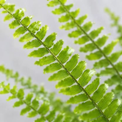 Nahaufnahme der fein gefiederten, frischgrünen Wedel von Nephrolepis exaltata 'Green Lady'