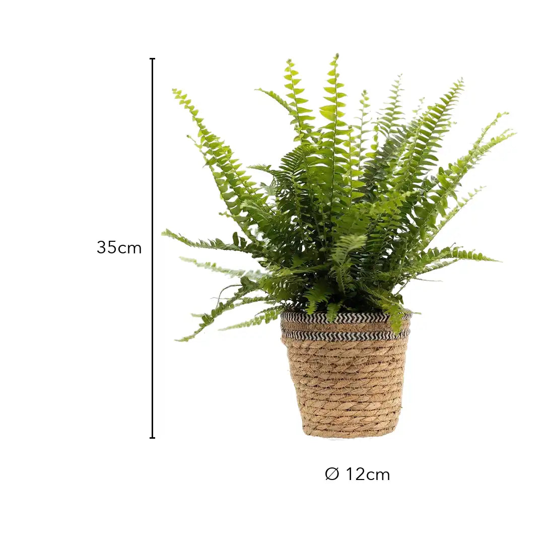 Größe Schwertfarn Green Lady: 35 cm, Topf Ø 12 cm