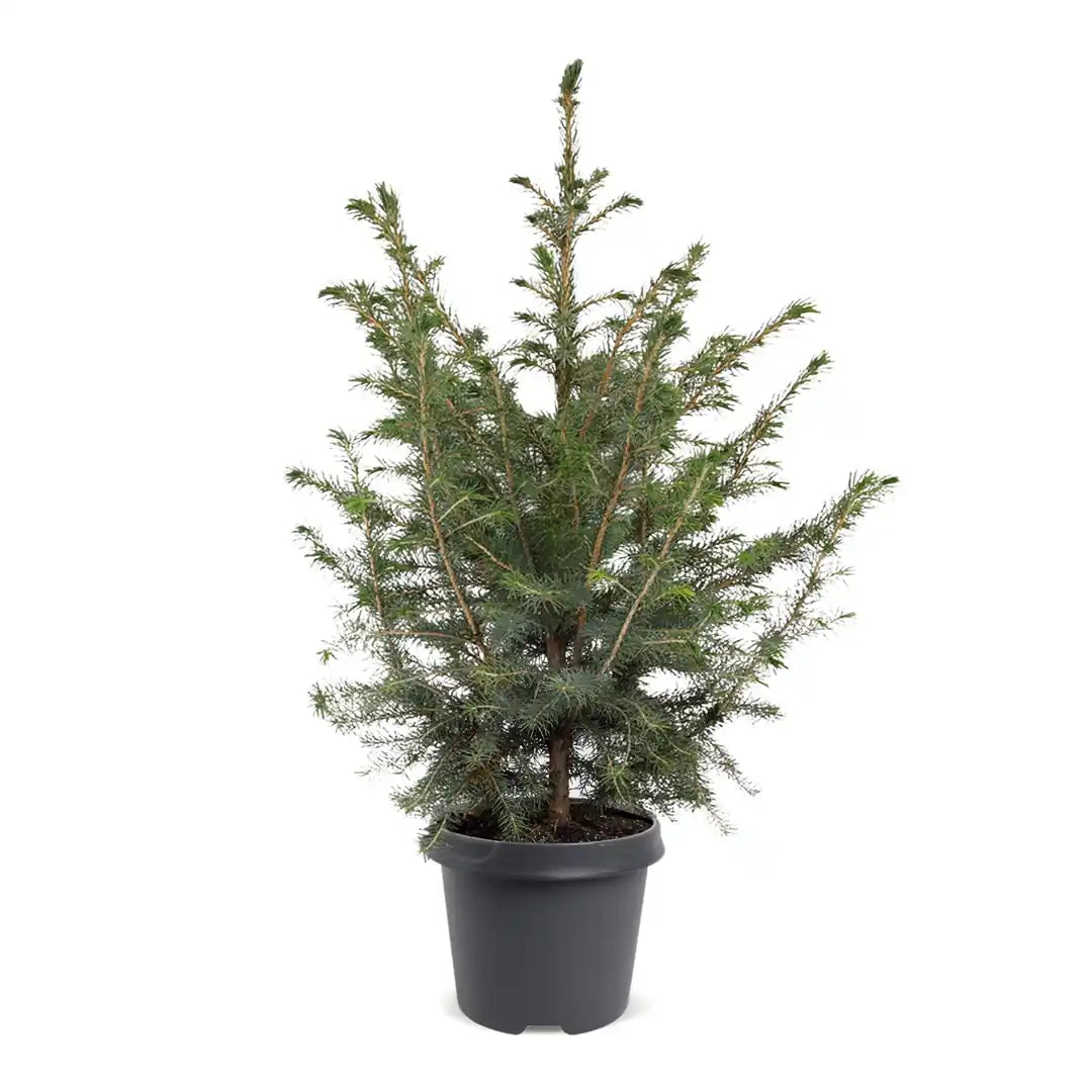 Serbische Fichte Picea omorika ca. 70 cm im schwarzen Ø-23-cm-Topf, Lieferzustand