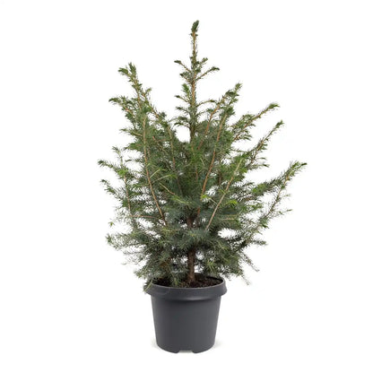 Serbische Fichte Picea omorika ca. 70 cm im schwarzen Ø-23-cm-Topf, Lieferzustand