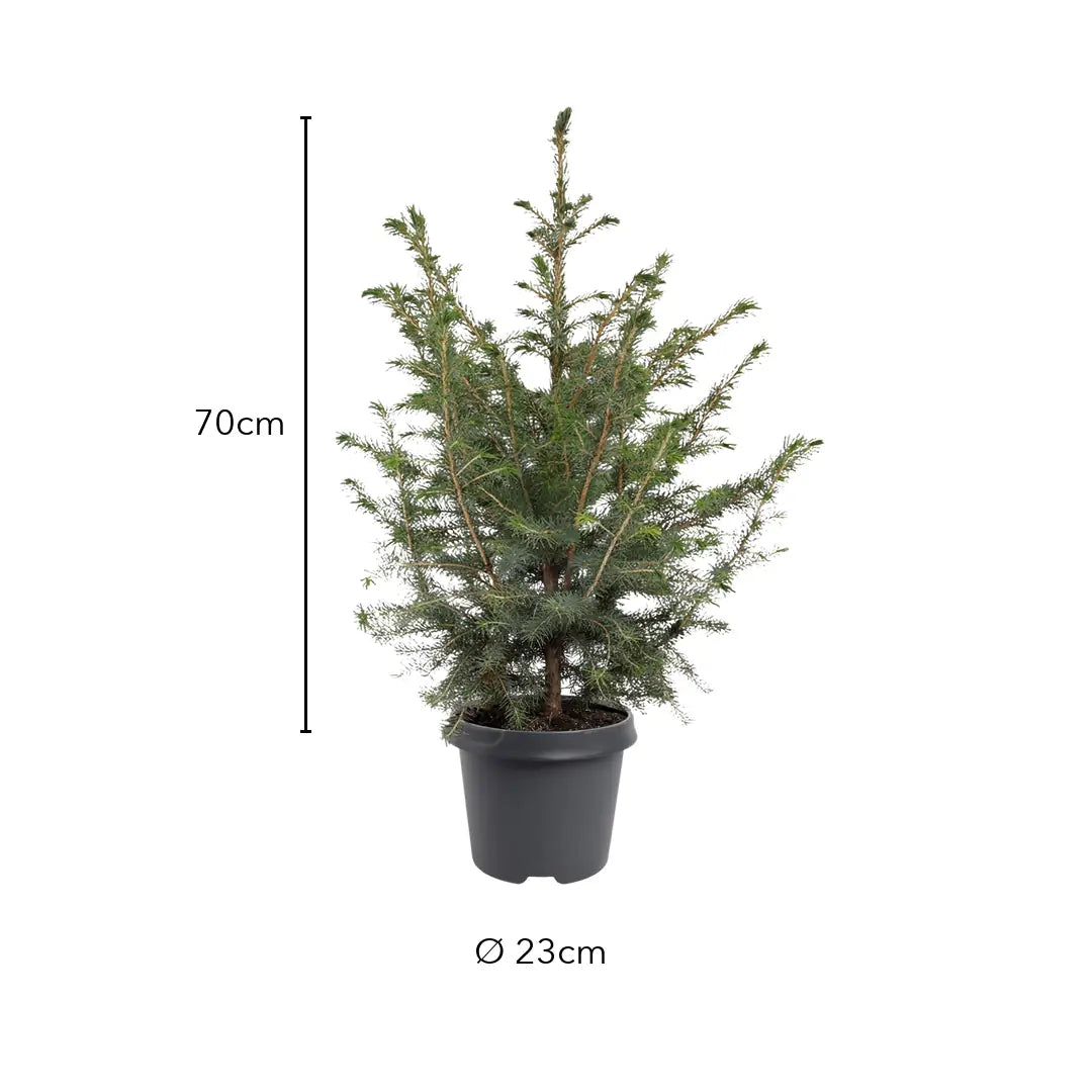 Größe der Serbischen Fichte: ca. 70 cm ab Topfrand, Topf Ø 23 cm