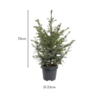 Größe der Serbischen Fichte: ca. 70 cm ab Topfrand, Topf Ø 23 cm