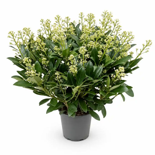 Skimmia japonica Finchy im Anzuchttopf Ø 19 cm, Lieferzustand