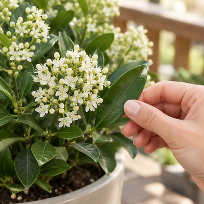 Hand hält ein Blatt der Skimmie neben den weißen Blüten