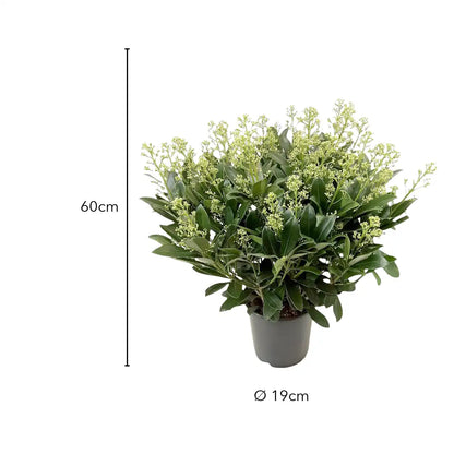 Größe der Skimmie Finchy: 60 cm hoch, Topf Ø 19 cm