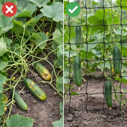 Gurken am Boden im Vergleich zu Gurken am Spaliernetz
