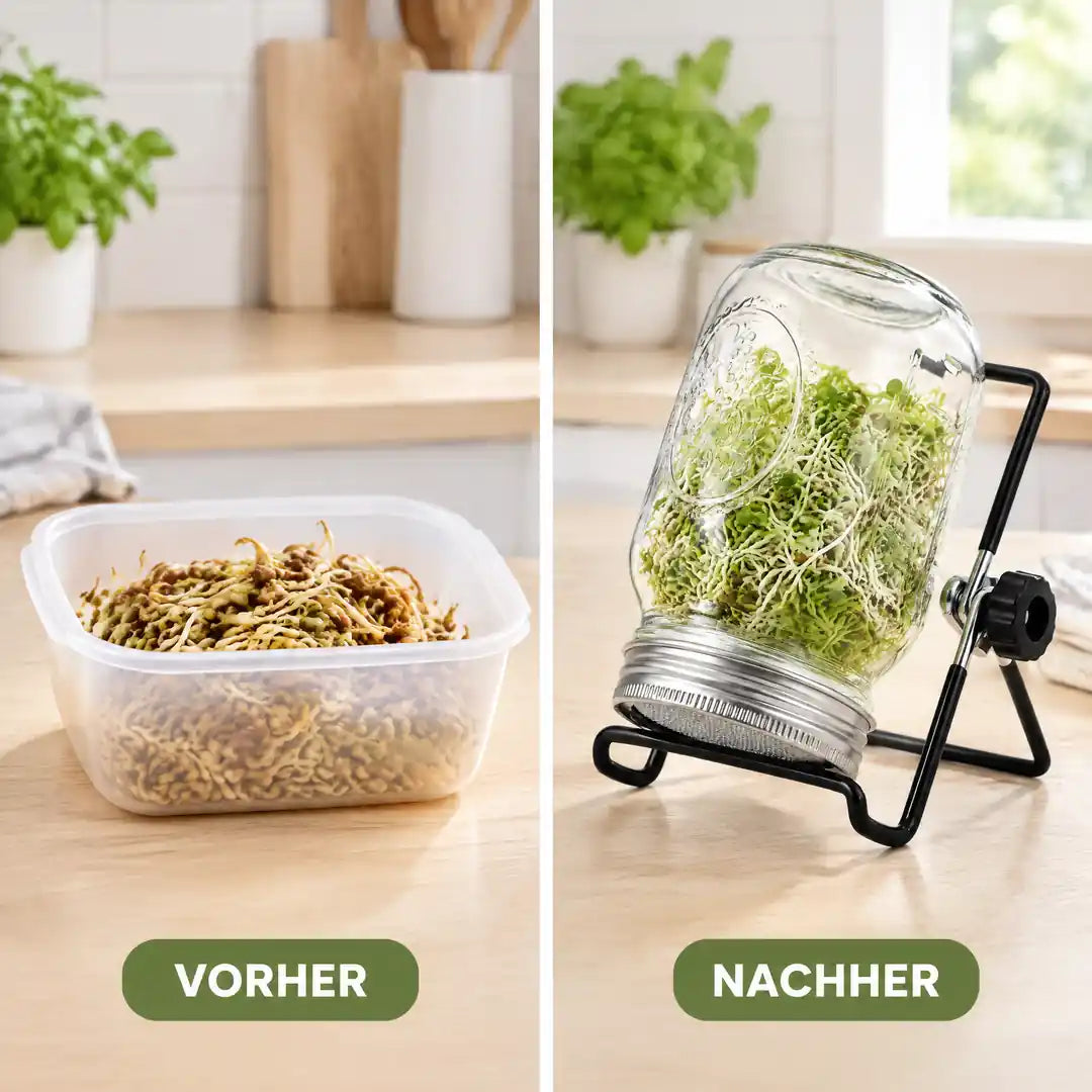 Vorher welke Sprossen in der Kunststoffschale, nachher frische Sprossen im Glas