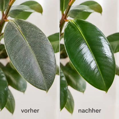 Gummibaum-Blatt vorher staubig, nachher sauber und glänzend