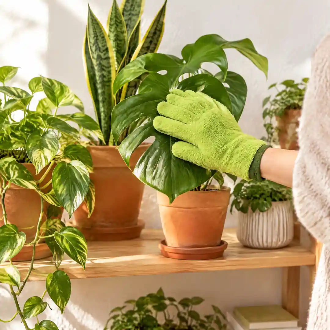 Pflanzenregal mit Zimmerpflanzen, Blattpflege mit dem Mikrofaser-Handschuh