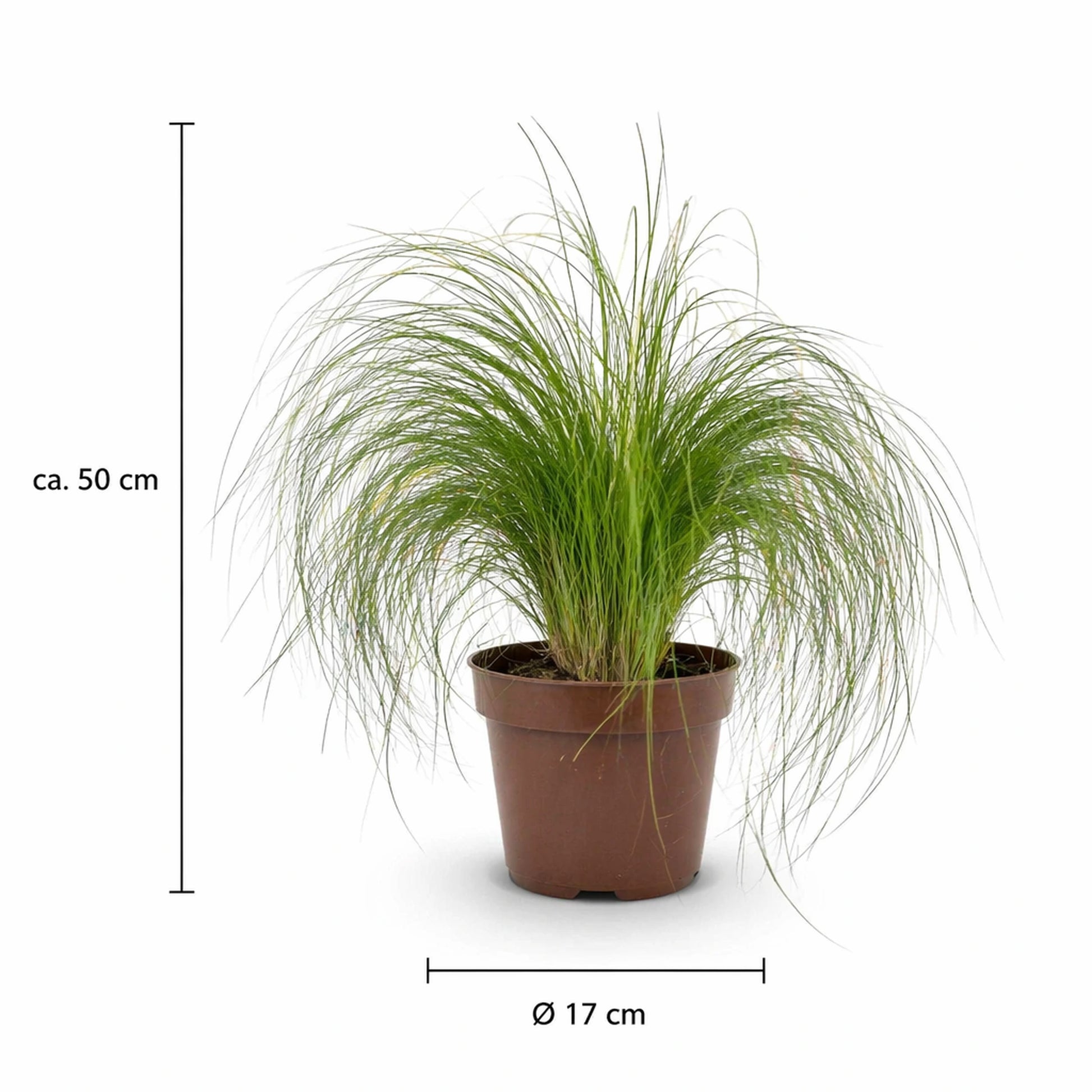 Maßgrafik Federgras: Wuchshöhe ca. 50 cm, Topfdurchmesser Ø 17 cm