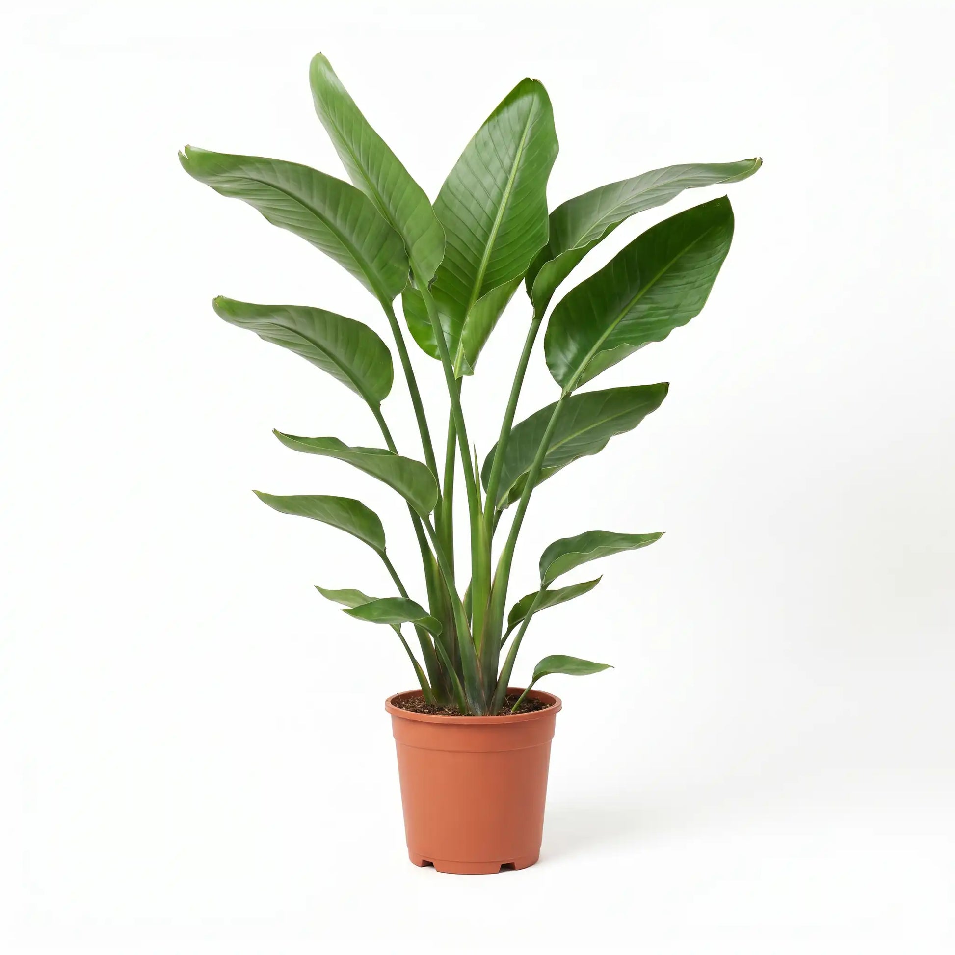 Strelitzia Nicolai im Anzuchttopf – Lieferzustand der Paradiesvogelblume