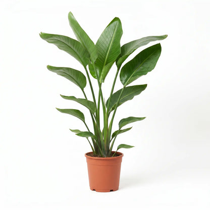 Strelitzia Nicolai im Anzuchttopf – Lieferzustand der Paradiesvogelblume