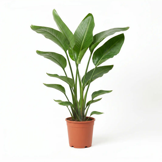 Strelitzia Nicolai im Anzuchttopf – Lieferzustand der Paradiesvogelblume