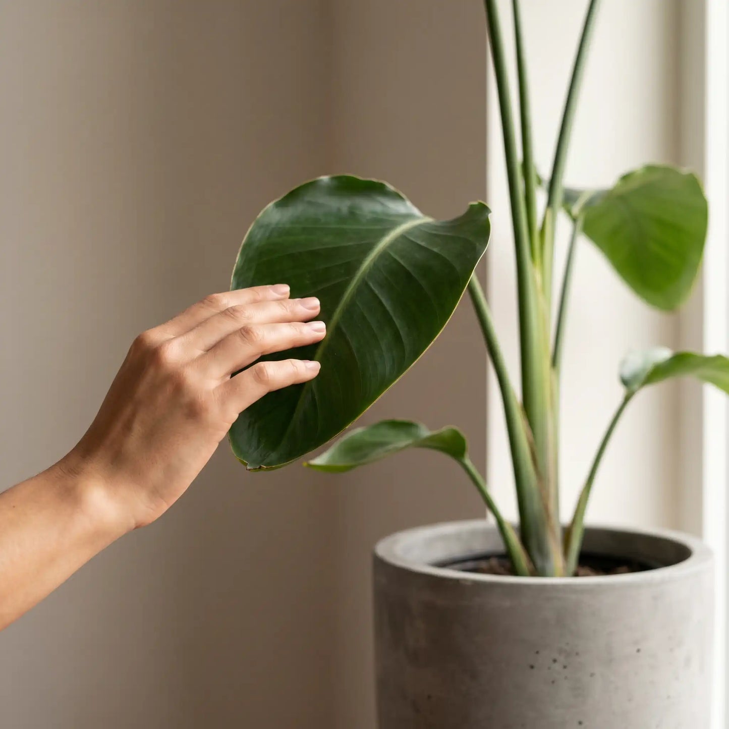Hand berührt ein Blatt der Strelitzia Nicolai