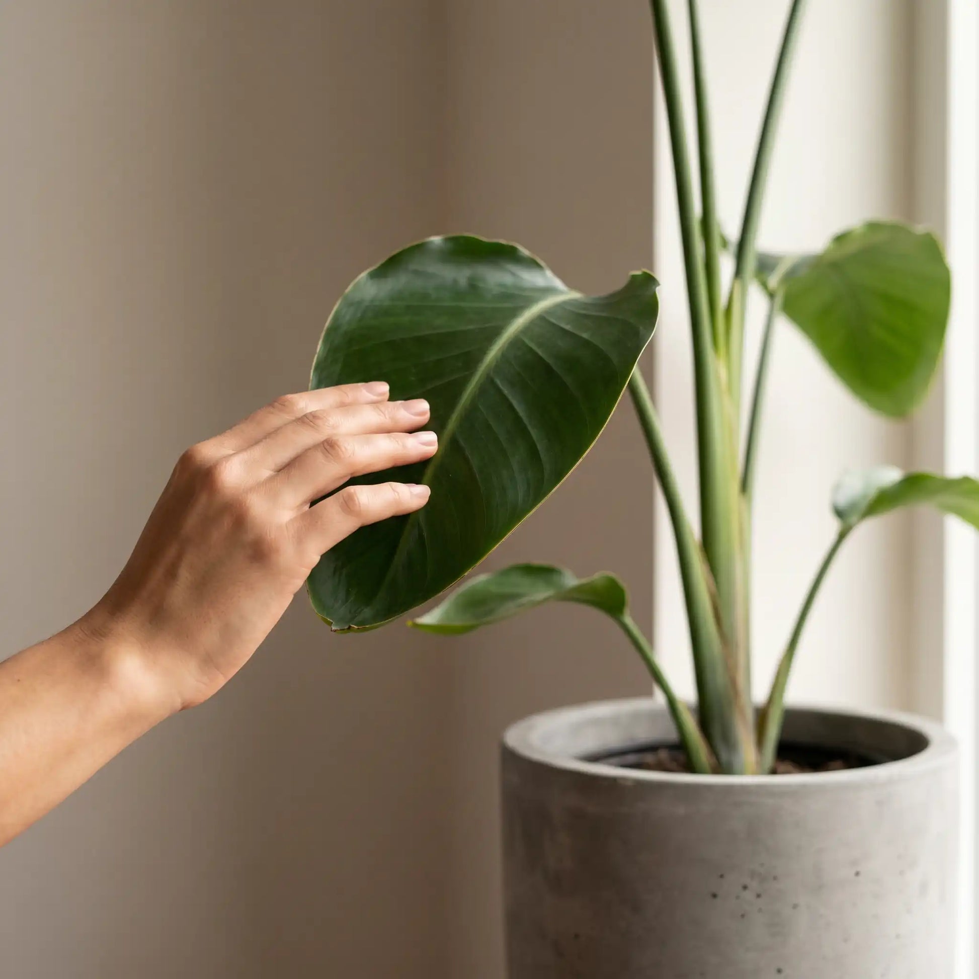 Hand berührt ein Blatt der Strelitzia Nicolai