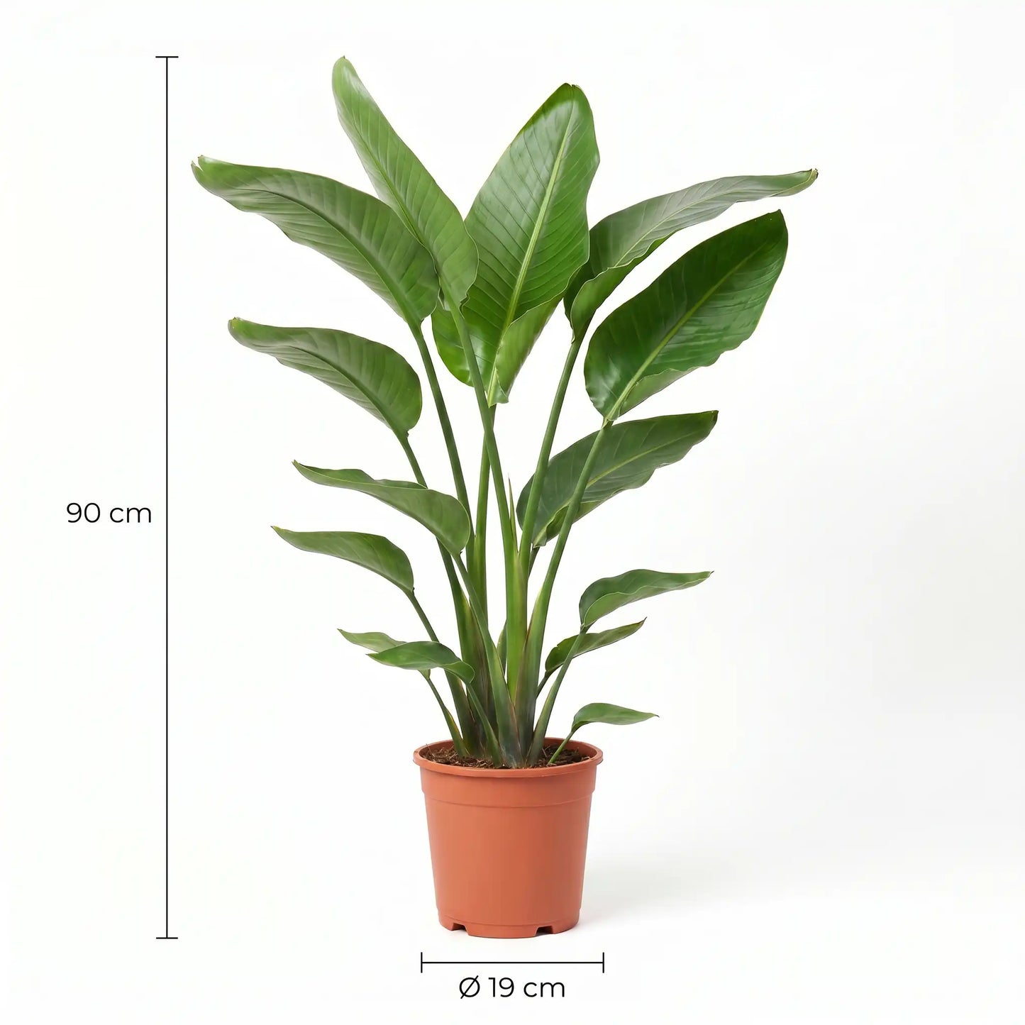 Größe der Strelitzia Nicolai: 90 cm hoch, Topf-Durchmesser 19 cm