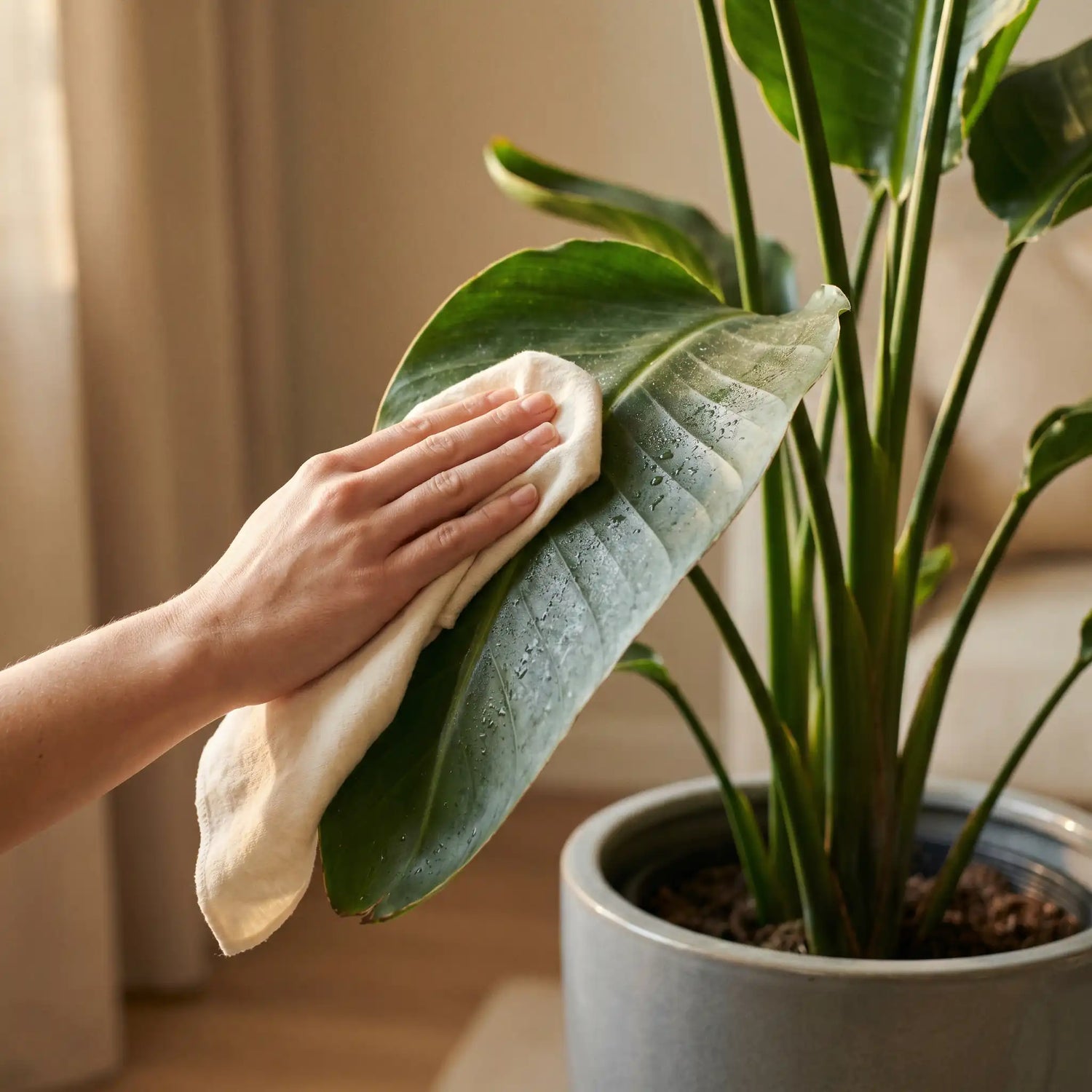 Pflege der Strelitzia Nicolai – Blatt abwischen
