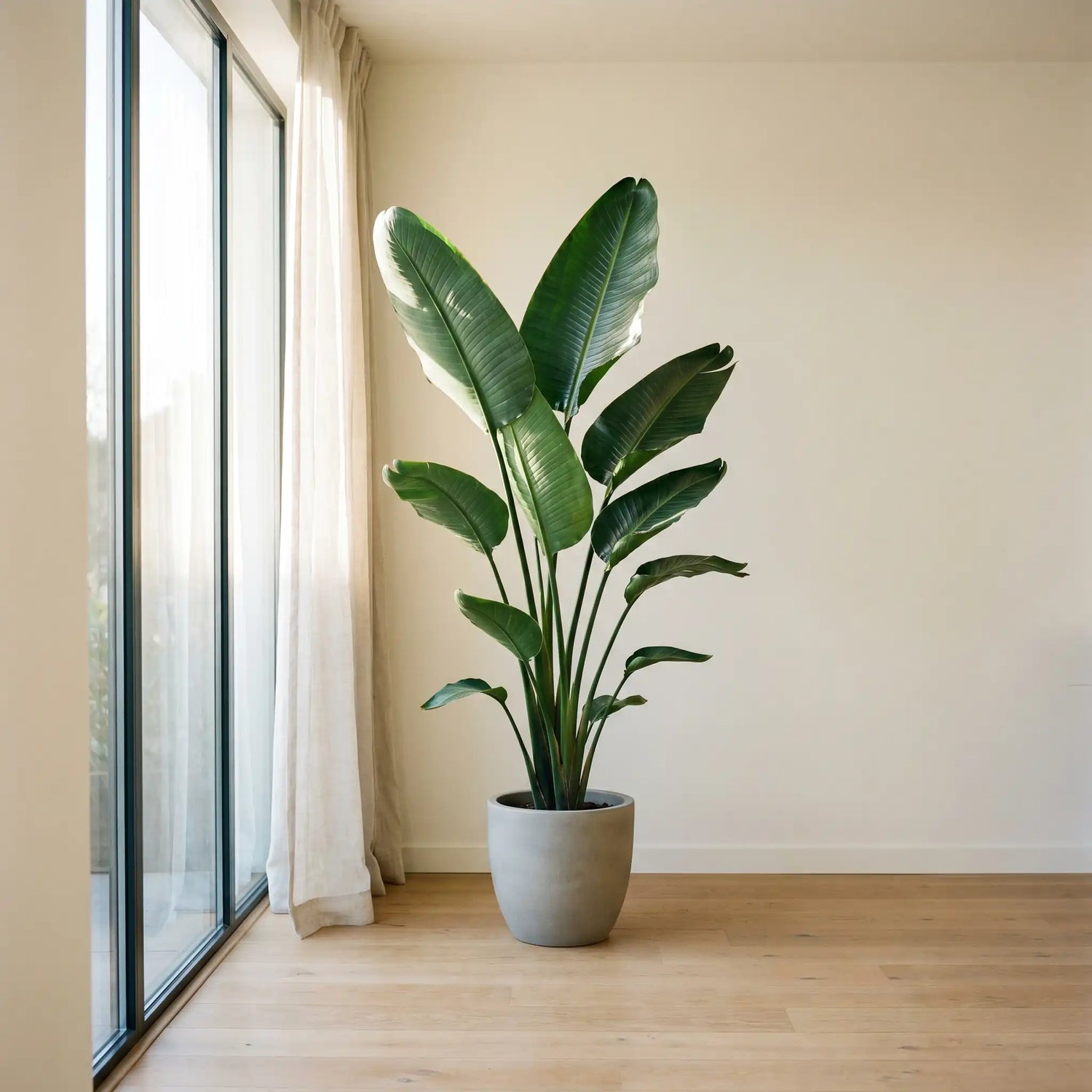 Strelitzia Nicolai am hellen Fenster – idealer Standort