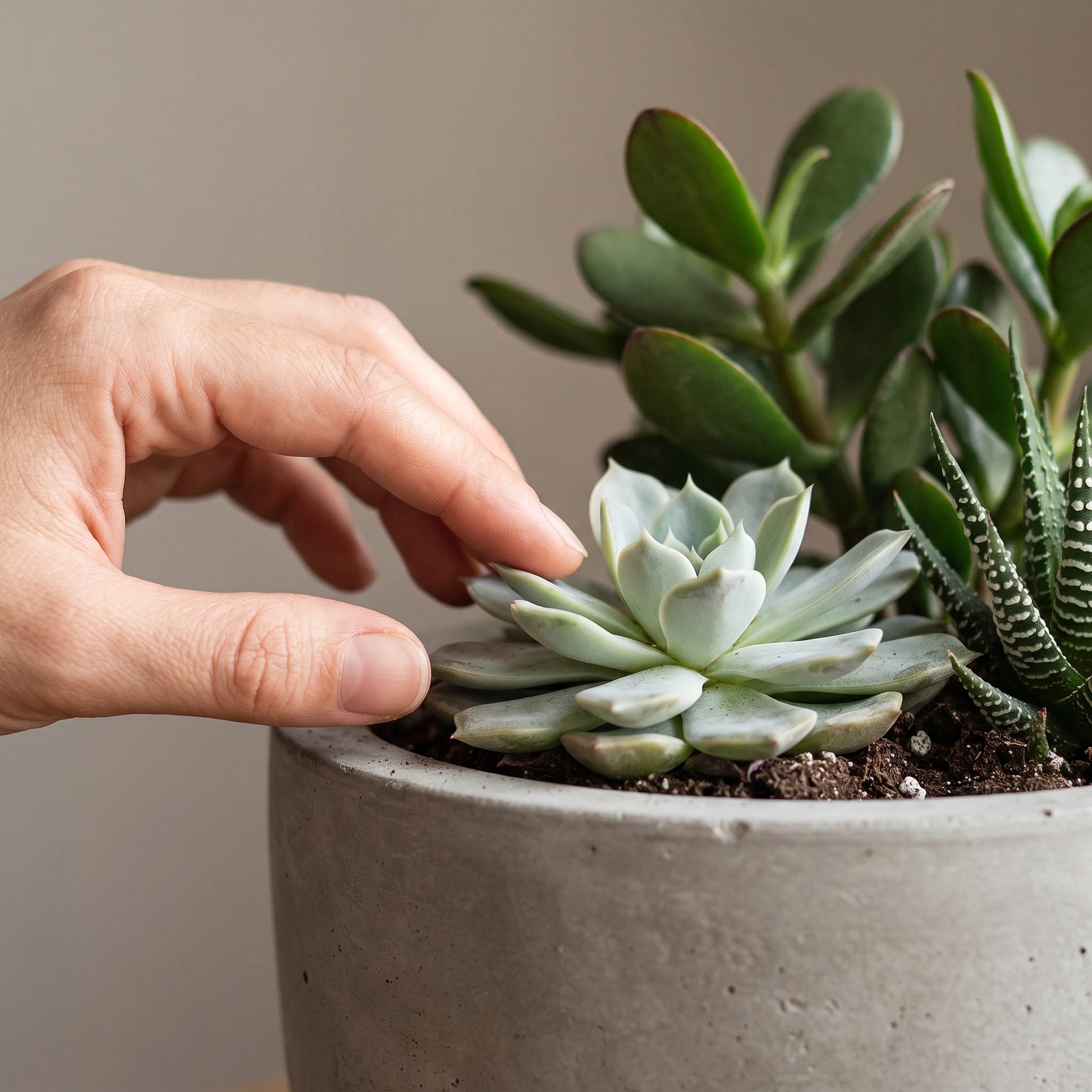 Sukkulenten Mix – Hand berührt sanft eine Echeveria-Rosette