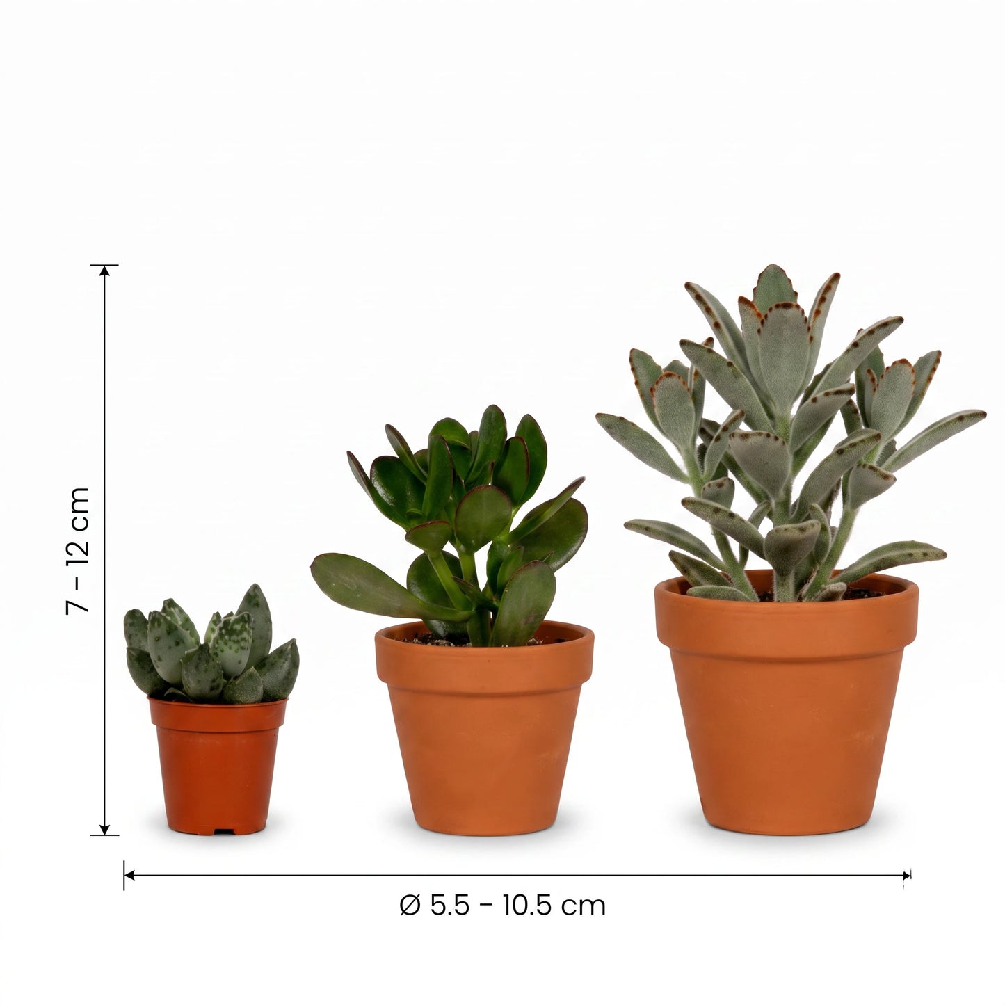 Sukkulenten Mix – Maße: Höhe 7–12 cm und Topfdurchmesser Ø5,5–10,5 cm je Variante