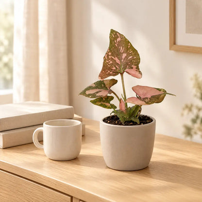 Syngonium Pink Splash im beigen Übertopf auf einer hellen Holzkommode neben einer Tasse