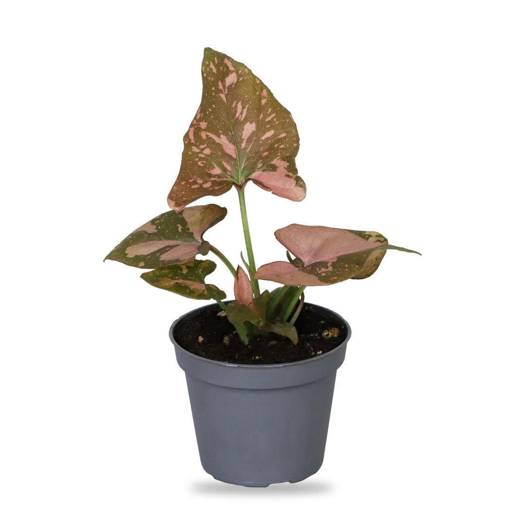 Syngonium Pink Splash Jungpflanze im grauen 6-cm-Anzuchttopf, freigestellt