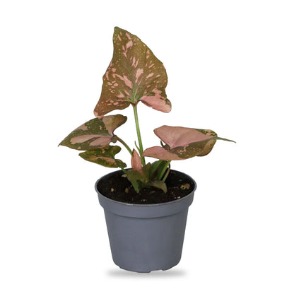 Syngonium Pink Splash Jungpflanze im grauen 6-cm-Anzuchttopf, freigestellt