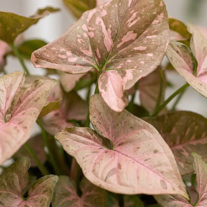 Nahaufnahme der pfeilförmigen Blätter der Syngonium Pink Splash mit rosa Sprenkeln