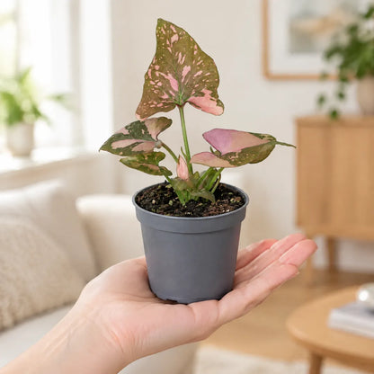 Syngonium Pink Splash im 6-cm-Anzuchttopf auf einer Handfläche als Größenvergleich