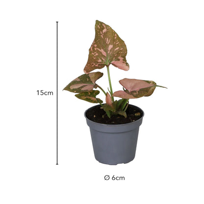 Größe Syngonium Pink Splash: 15cm mit Topf, Topf Ø 6cm