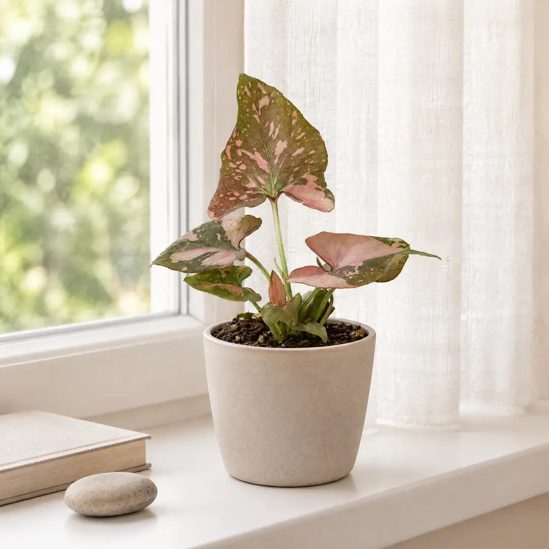 Syngonium Pink Splash auf einer hellen Fensterbank vor einem Leinenvorhang