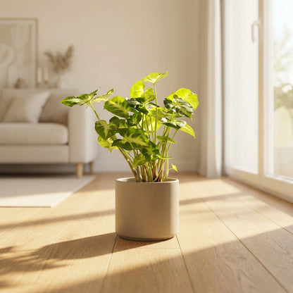 Syngonium Pixie (Pfeilpflanze) im beigen Übertopf auf hellem Holzboden in einem hellen Scandi-Wohnzimmer