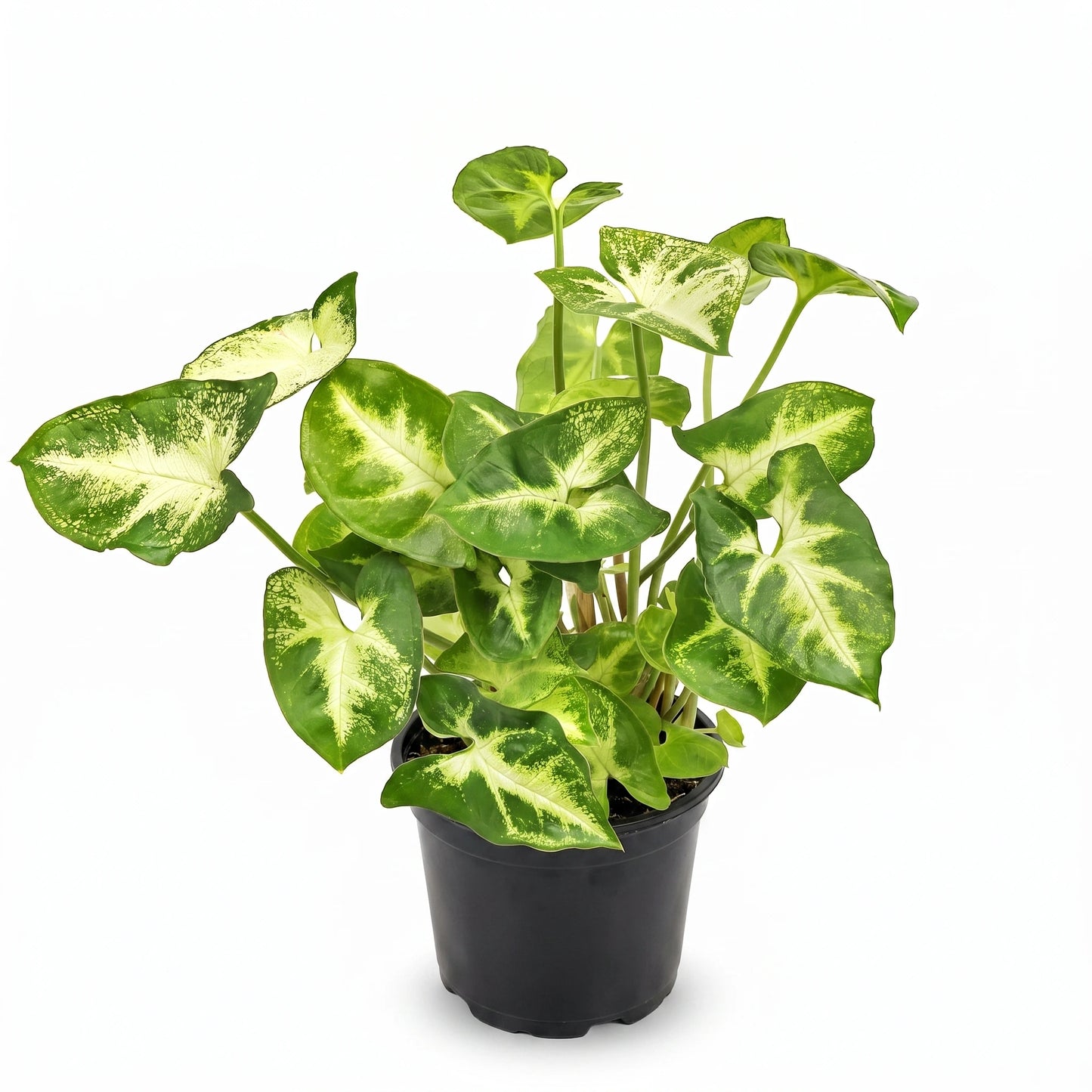 Syngonium Pixie im schwarzen Ø-12-cm-Anzuchttopf, freigestellt auf weißem Hintergrund – Lieferzustand