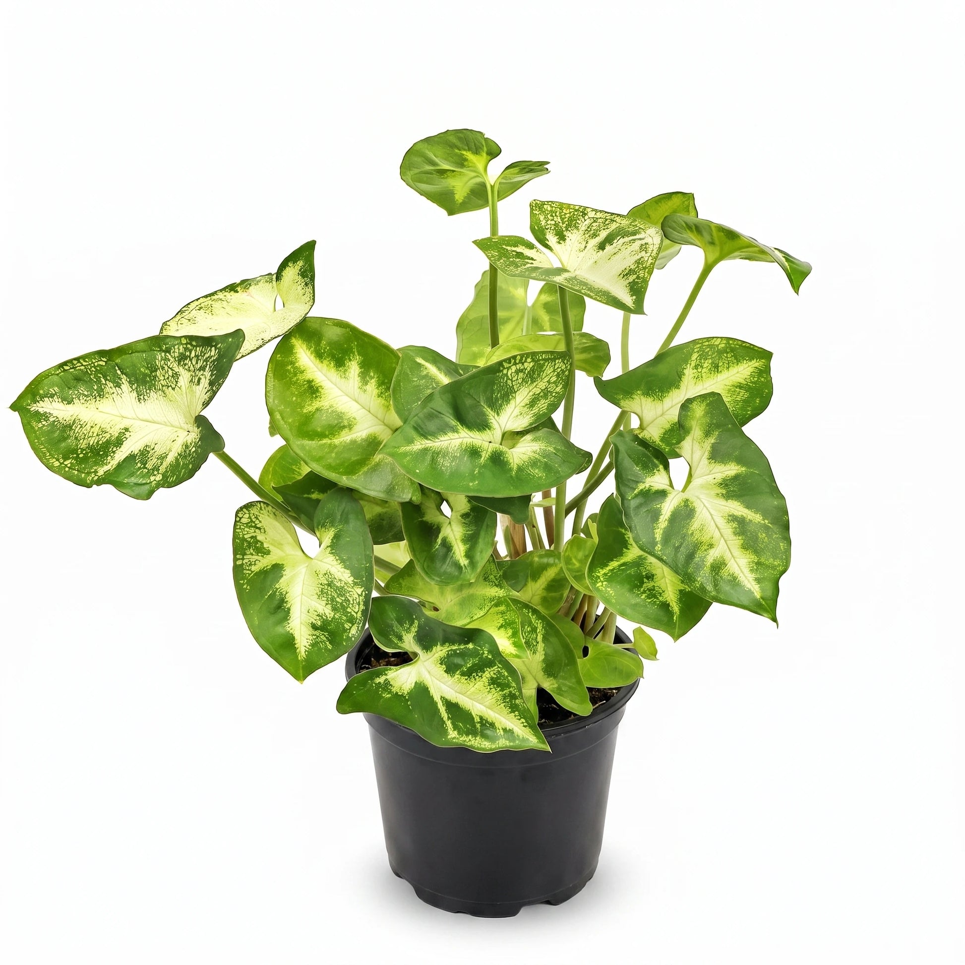 Syngonium Pixie im schwarzen Ø-12-cm-Anzuchttopf, freigestellt auf weißem Hintergrund – Lieferzustand