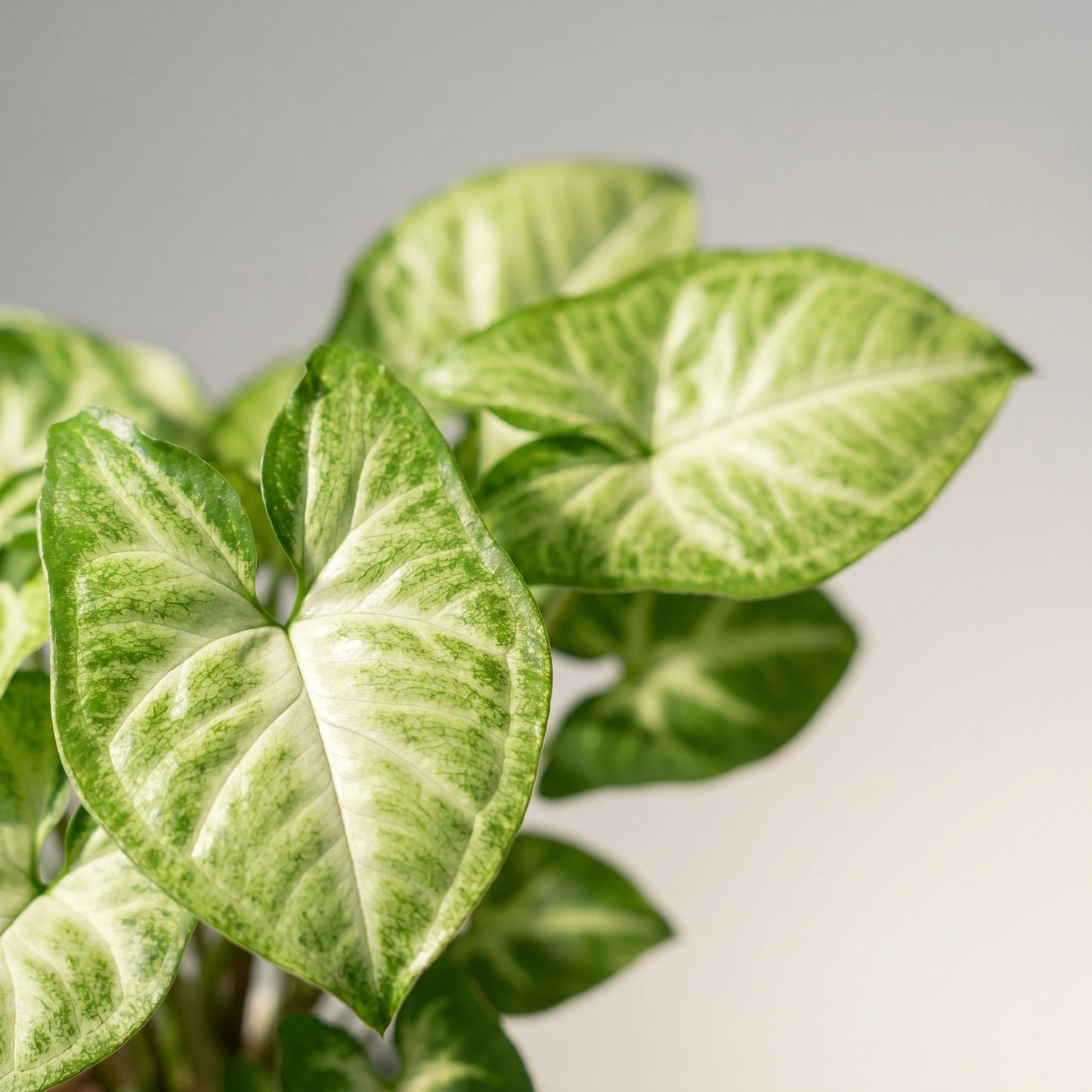 Nahaufnahme der pfeilförmigen, cremeweiß panaschierten Blätter der Syngonium Pixie