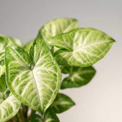 Nahaufnahme der pfeilförmigen, cremeweiß panaschierten Blätter der Syngonium Pixie
