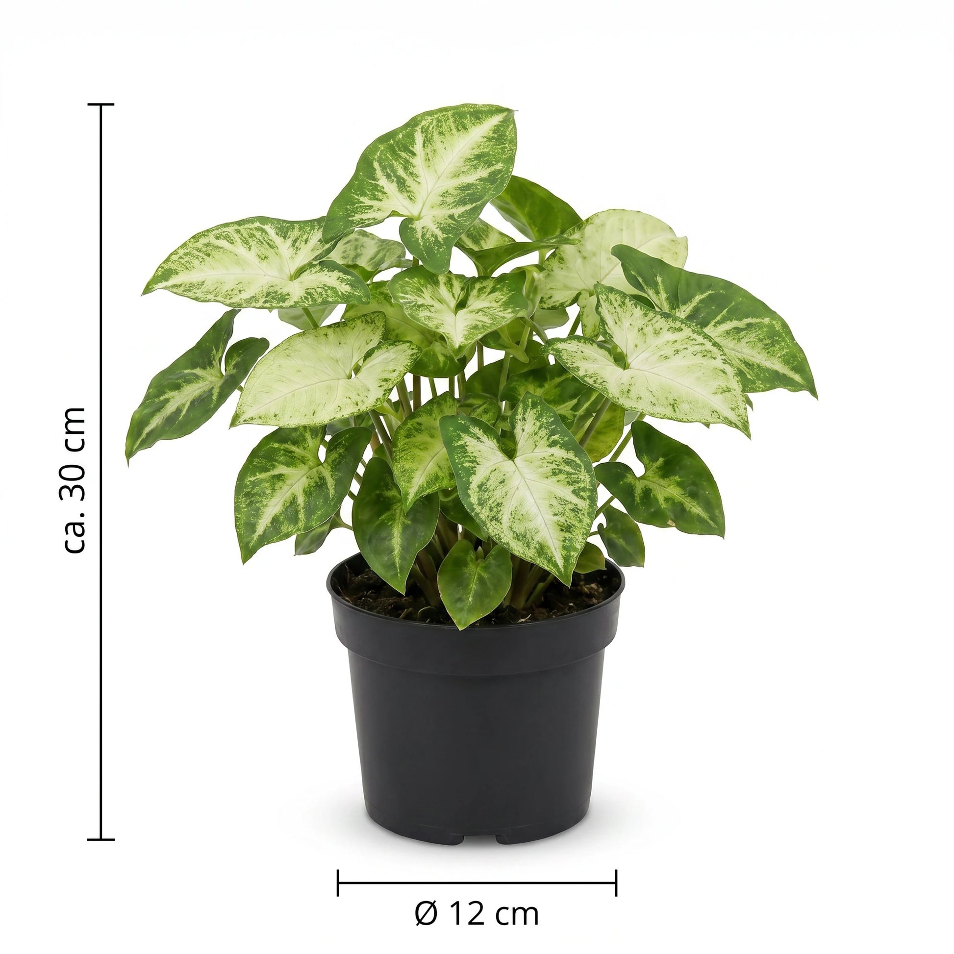 Größen-Infografik der Syngonium Pixie: ca. 30 cm hoch, Topf Ø 12 cm