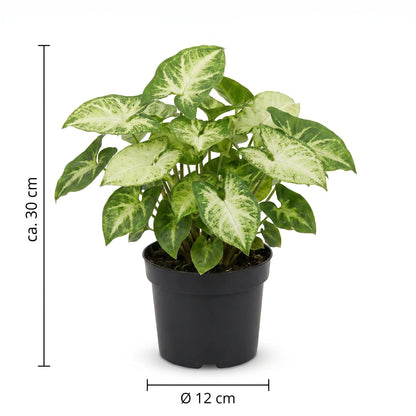 Größen-Infografik der Syngonium Pixie: ca. 30 cm hoch, Topf Ø 12 cm