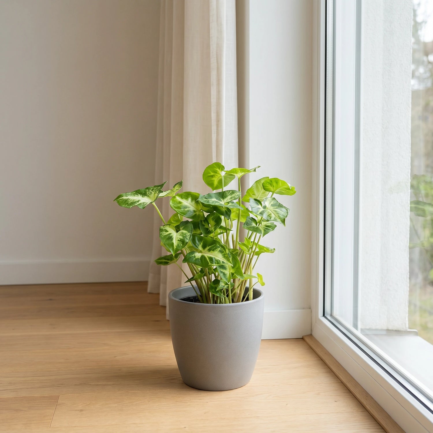 Syngonium Pixie im grauen Übertopf am hellen Fenster – idealer Standort