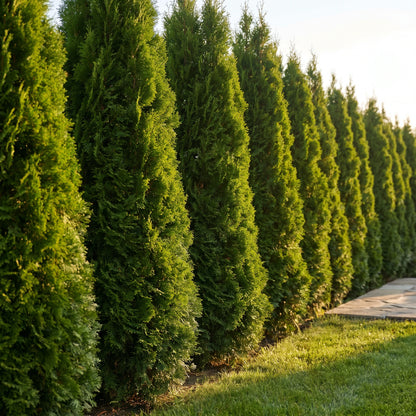 Dichte immergrüne Hecke aus Thuja occidentalis Smaragd als blickdichter Sichtschutz in einem sonnigen Garten