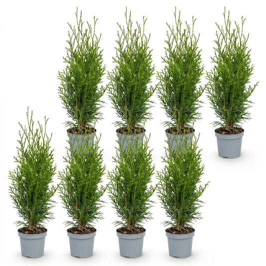 Set junger Thuja occidentalis Smaragd Heckenpflanzen im grauen 9-cm-Topf, freigestellt auf Weiß – Lieferzustand