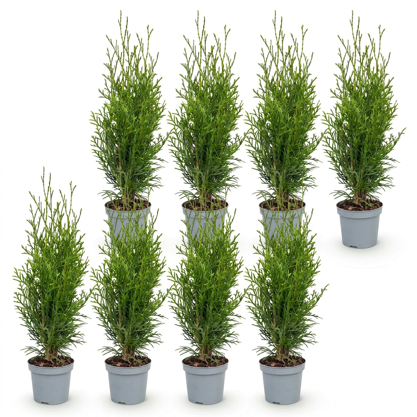 Set junger Thuja occidentalis Smaragd Heckenpflanzen im grauen 9-cm-Topf, freigestellt auf Weiß – Lieferzustand