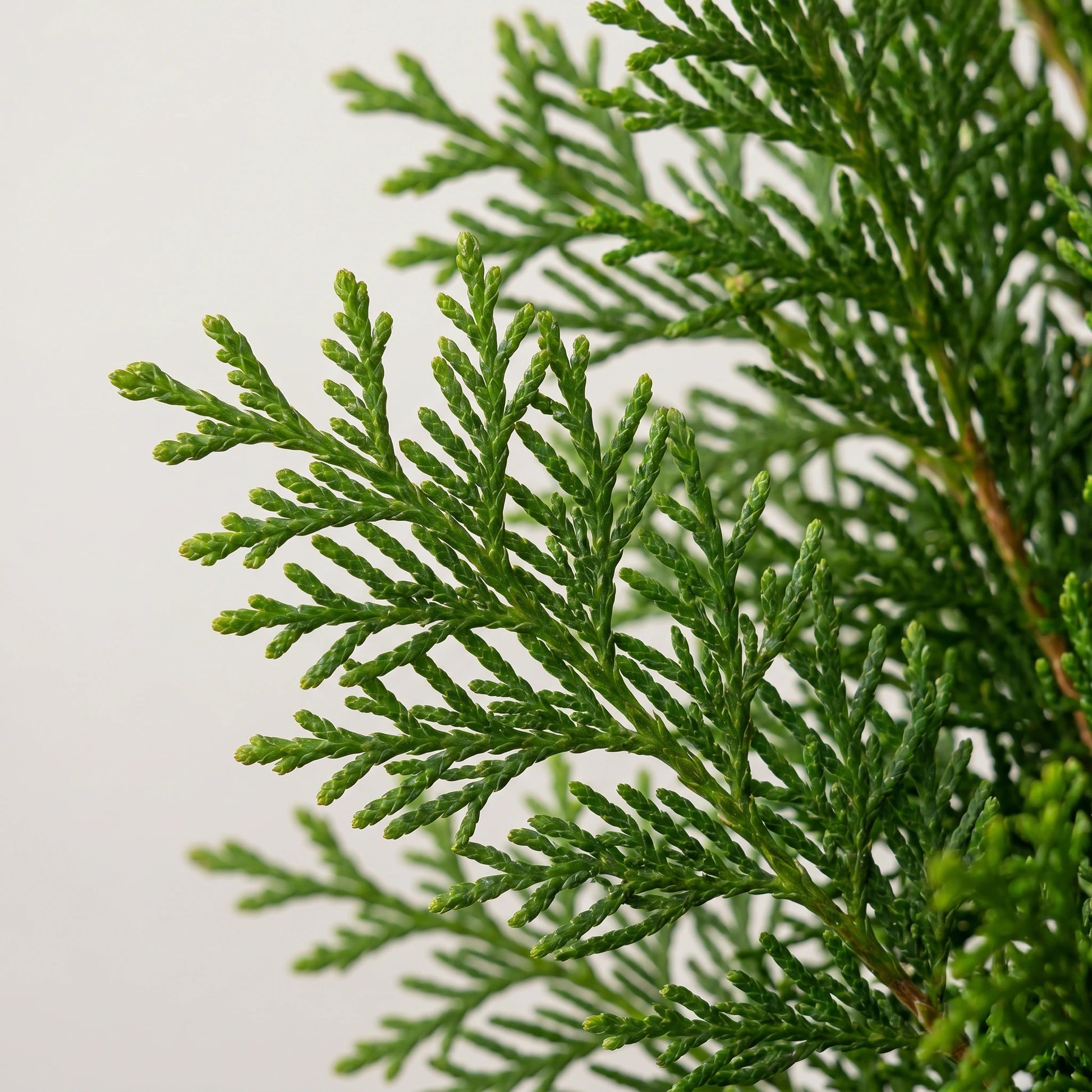 Nahaufnahme der frischgrünen fächerartigen Schuppenblätter von Thuja occidentalis Smaragd