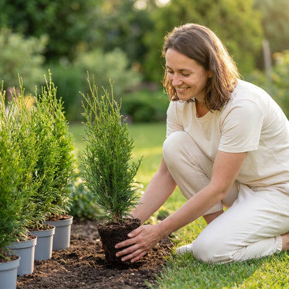 Frau pflanzt eine junge Thuja occidentalis Smaragd Heckenpflanze in ein Gartenbeet