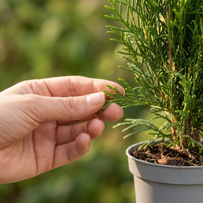 Hand berührt die frischgrüne Triebspitze einer jungen Thuja occidentalis Smaragd im grauen Topf