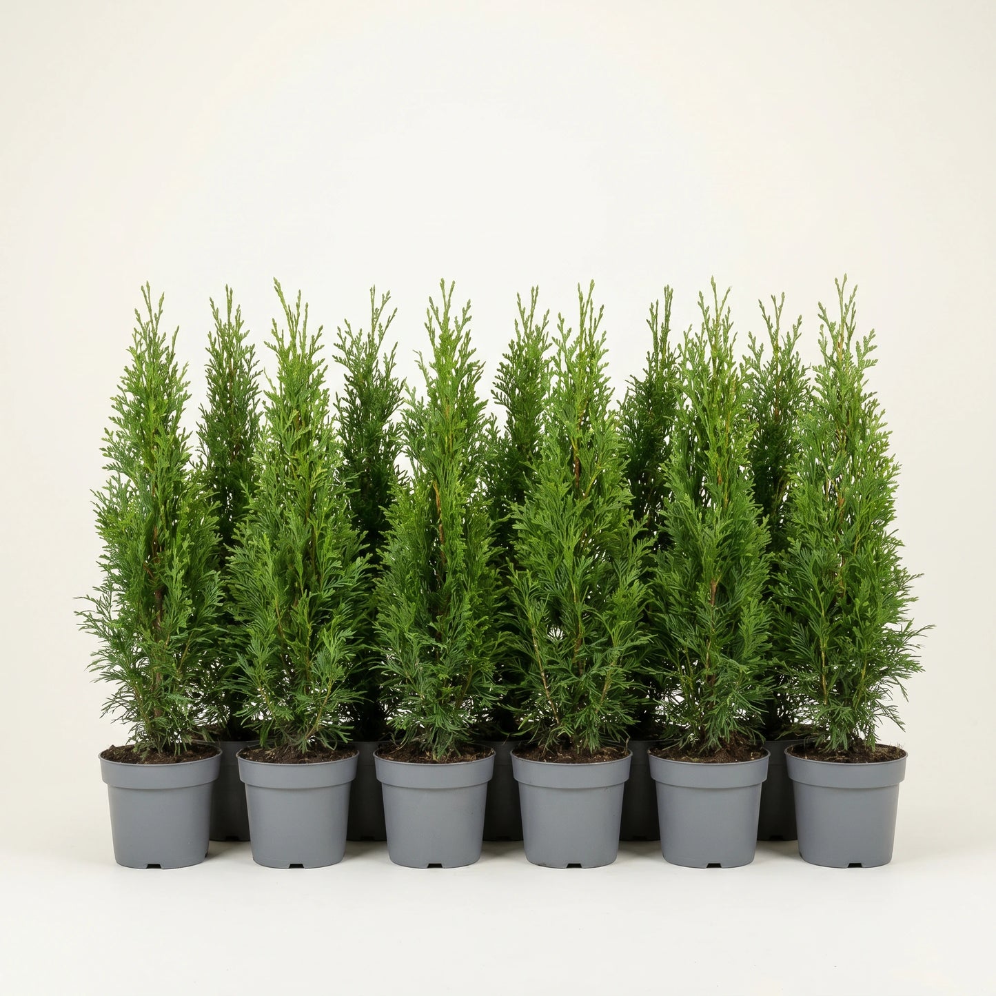 Reihe gleichmäßiger junger Thuja occidentalis Smaragd Heckenpflanzen in identischen grauen Töpfen