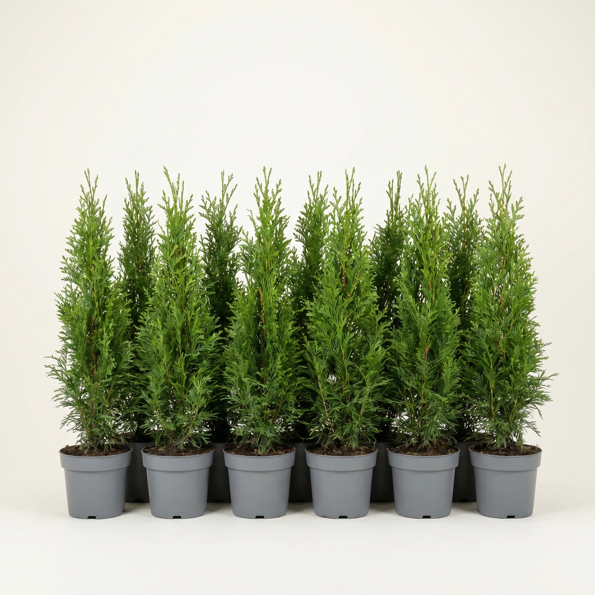 Reihe gleichmäßiger junger Thuja occidentalis Smaragd Heckenpflanzen in identischen grauen Töpfen